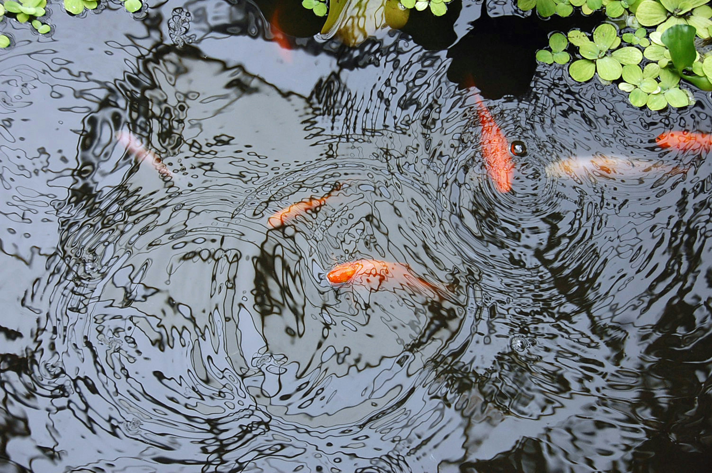 Bassin de jardin avec nénuphars et plantes de berge
